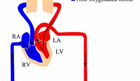 Circulatory system diagram showing the four chambers of the heart
