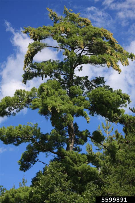 Eastern White Pine Pinus Strobus Pinales Pinaceae 5599891