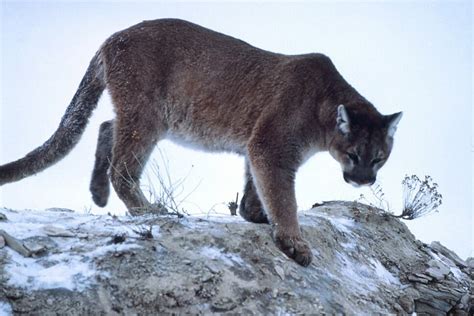 Declaran Oficialmente Extinto El Puma Del Este De Estados Unidos