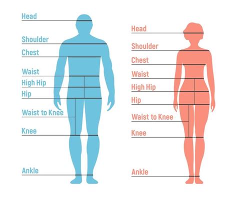 Free Body Measurement Chart Printable For Men And Women Body