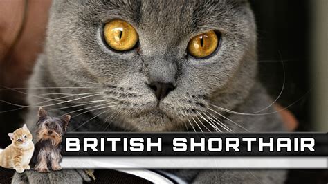 British Shorthair Price 81021 Nama Untuk Kucing Comel Lucu Dan Unik