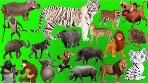 Wild Animals Pictures With Names For Kids Wild Animals