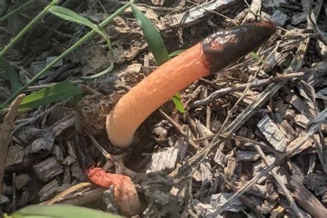 What Is A Stinkhorn Mushroom