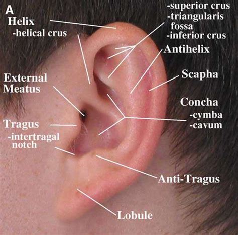 External Ear Lobe Anatomy