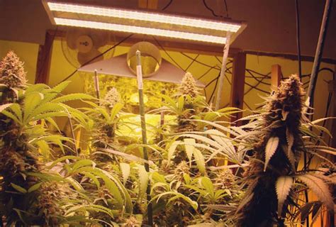 The electric sky 300 v3 (es300 v3) is a 330w grow light designed for maximum yields in a 2×4' to 3×5' grow area. Are These Not-So-Cheap LED Grow Lights Even Worth The ...