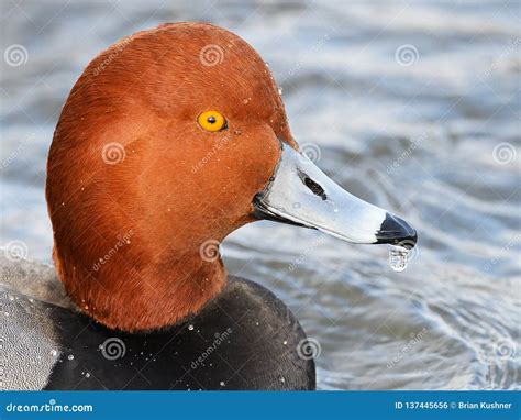 Duck Photo Redhead Telegraph