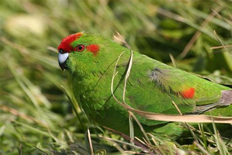 Red Crowned Parakeet New Zealand Birds Online