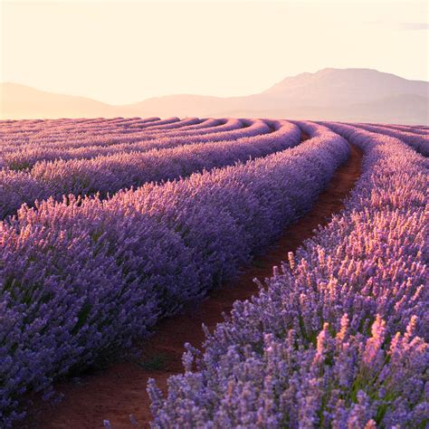 Fields Of Lavender Wallpapers Wallpaper Cave
