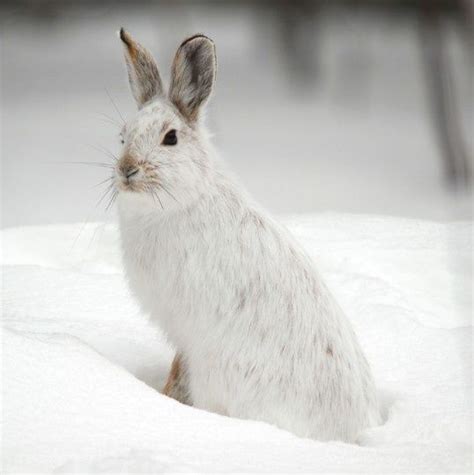 Pin By Lena On Winter Time Animals Animals Beautiful Snowshoe Hare