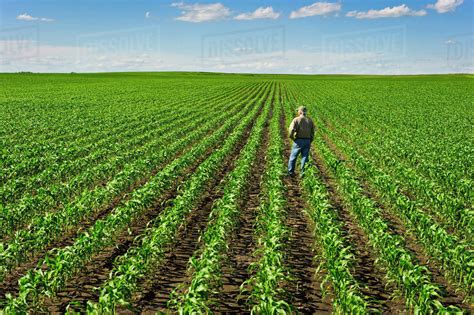 Agriculture A Farmer Looks Out Across His Early Growth Grain Corn