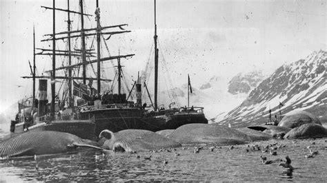 Why Was Whaling So Big In The 19th Century Live Science