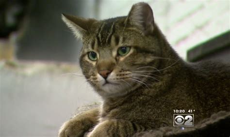 There are 21 feral colony for sale on etsy, and they cost $198.54 on average. Chicago deploys feral cats to keep rats away - CBS News