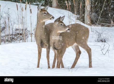 White Tailed Deer Odocoileus Virginianus Standing In Snow Acadia