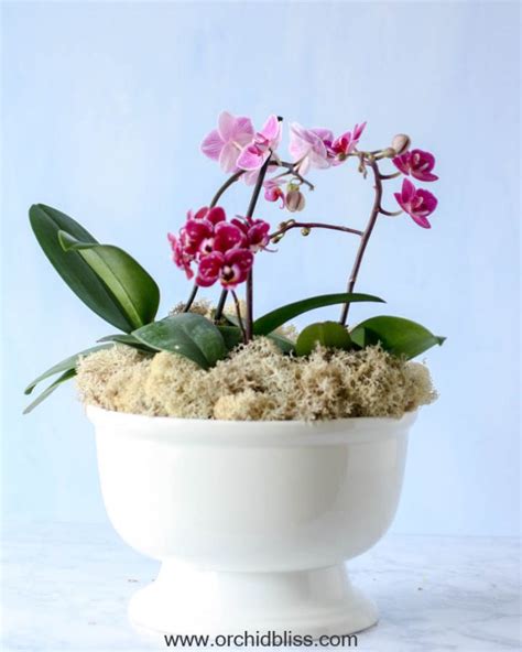 3 Orchids 1 Pot How To Use Multiple Orchids In A Single Pot