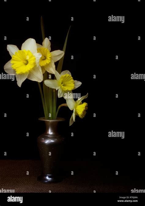 Spring Daffodils Still Life Light Painting Chiaroscuro Style In Vase