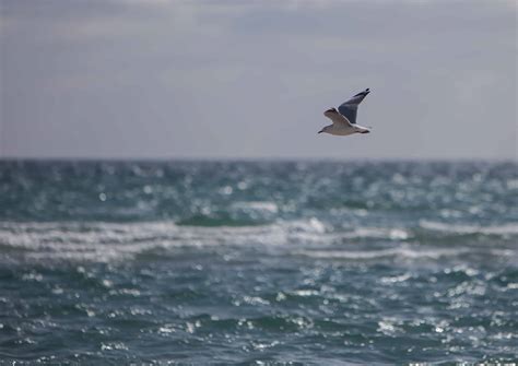 Free Picture Seagull Seabird Wave Sky Bird Seashore Beach Water