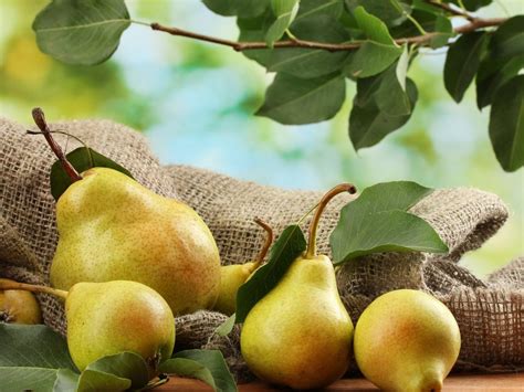 Autumn Pears Fruit Garden