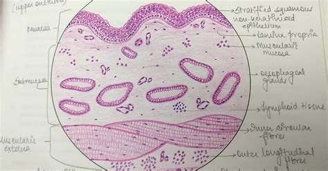 Illustrations Oesophagus General Histology