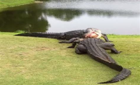 Watch These 2 Alligators Battle To The Death On A Golf Course Thug