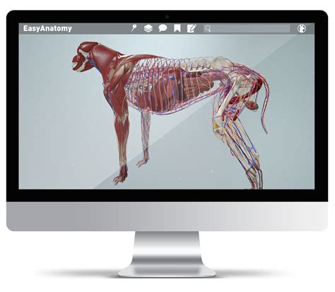 Easyanatomy 3d Canine Anatomy For Veterinary Students