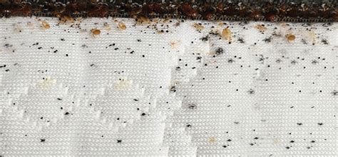 Bed Bug Poop How To Identify Droppings Updated