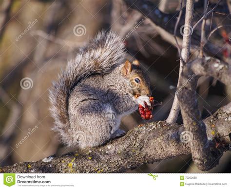 Squirrel Eating Berries Stock Photo Image Of Sunny Nature 70202058