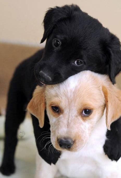 Puppy Hug Puppies Puppies And More Cute Animals Pinterest