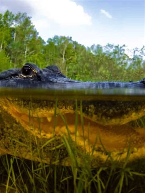 Discover The Most Alligator Infested Lakes In Florida Az Animals