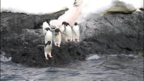 Penguins Diving Antarctica Youtube