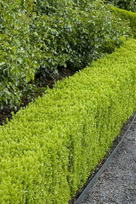 Best Low Maintenance Hedge Plants Boxwood Landscaping Landscaping With