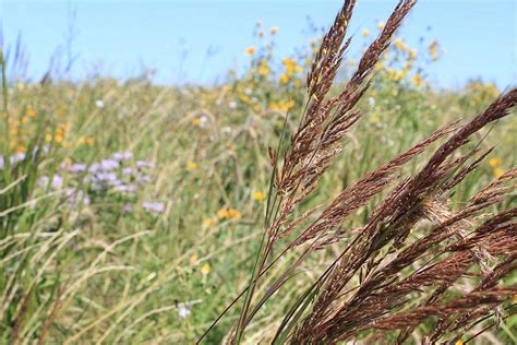 Recommended Native Grasses For Virginias Southern Piedmont Region