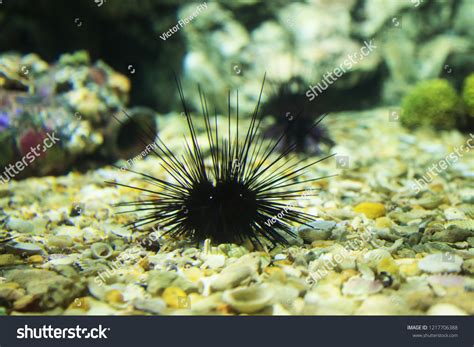Black Long Spine Urchin Diadema Setosum Stock Photo 1217706388