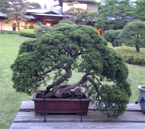 A Bonsai Tree In Tokyo Japan A Thousand Year Old Tradition Trees