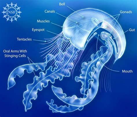 Anatomy Of A True Jellyfish Class Scyphozoa Courtesy Of The
