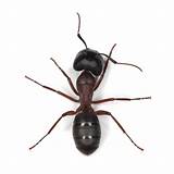 Pictures of Black Carpenter Ants In House