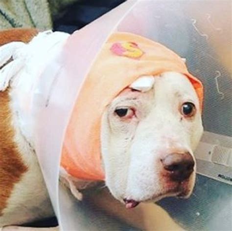 Heroic Senior Dog Who Took Bullet For His Owner Looking