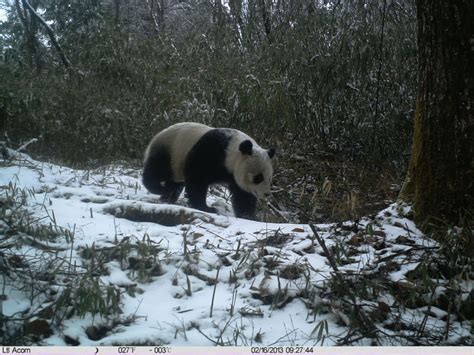 Photos Offer Rare Glimpse Into Panda Habitat Wwf