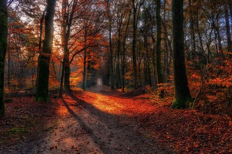 Wallpaper Sunlight Trees Landscape Fall Leaves Nature Red