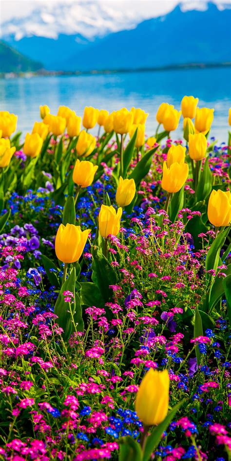 Spring Yellow Tulips Flowers On Lake Geneva With Swiss Alps