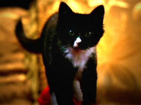 She is now a full fledged housecat but likes to. Miss Kitty Fantastico | Buffyverse Wiki | Fandom powered ...