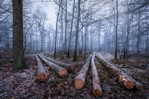 Obrázky Na Plochu Stromy Les Zimné Drevo Fešný Divokosť
