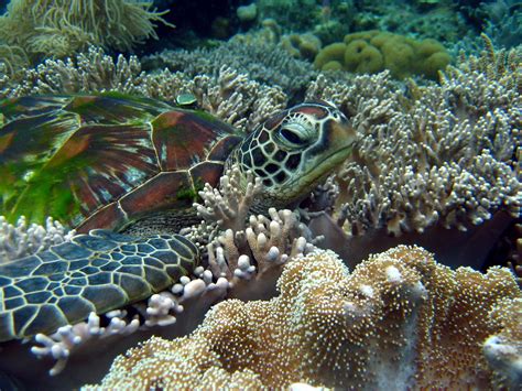 Wallpaper Animals Nature Underwater Coral Reef Turtle Aquarium