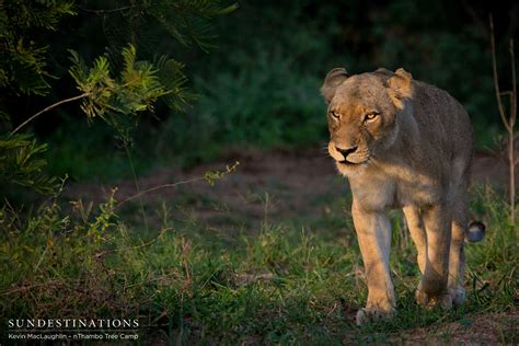 White Lioness Spotted Mating With Trilogy Male