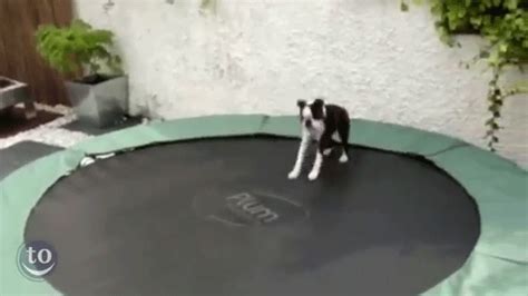 Here Are A Bunch Of Adorable Animals Jumping On Trampolines For The Win