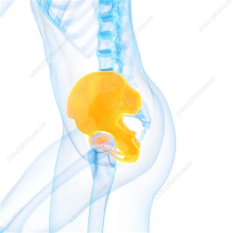 Human Hip Bone Illustration Stock Image F0128067 Science Photo
