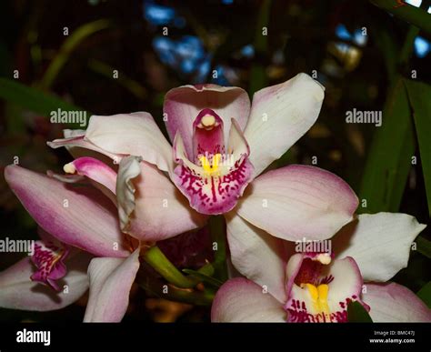 Cymbidium Orchid Hybrid Stock Photo Alamy