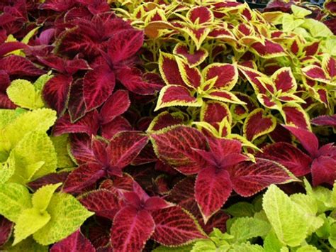Next time you hit the local garden center, think leaves. Coleus Add Constant Color To Your Backyard Garden