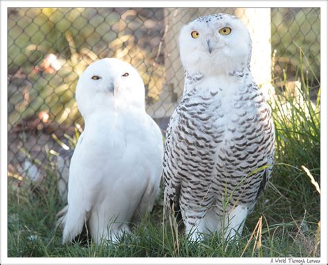 A Pair Of Snowy Owls Сова Птички