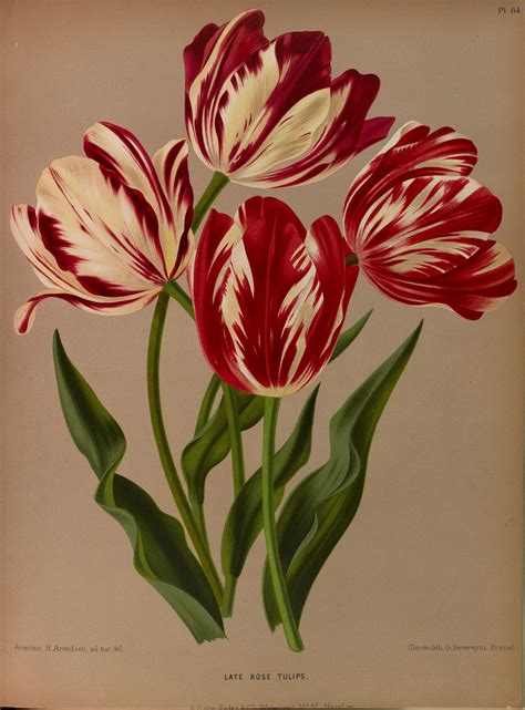 Tulips Circa 1881 Botanical Drawings Vintage Flower Prints