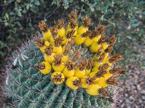 Barrel Cactus In Bloom Arizona Stock Photo Image Of Cactus Thorns